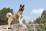 AKITA AMERICAIN 001